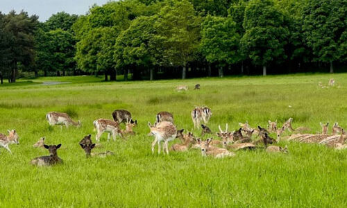 special4 herd of deer