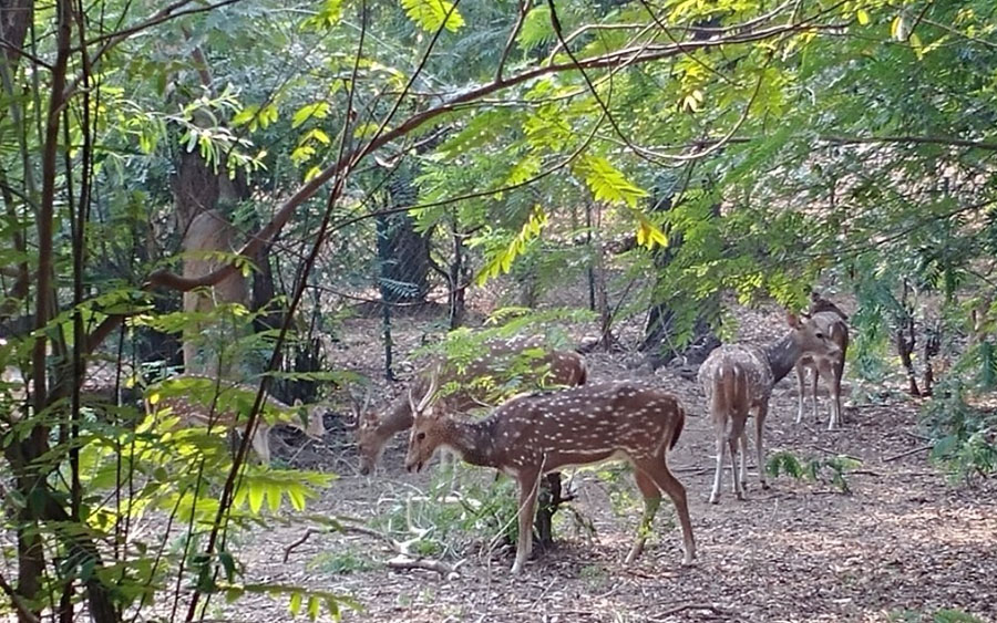 Ballavpur Wildlife Sanctuary (Deer Park)