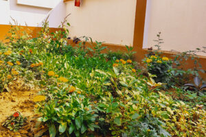 Organic Kitchen Garden