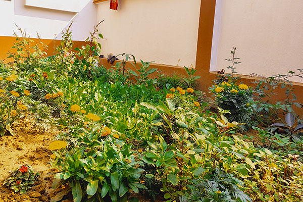 Organic Kitchen Garden